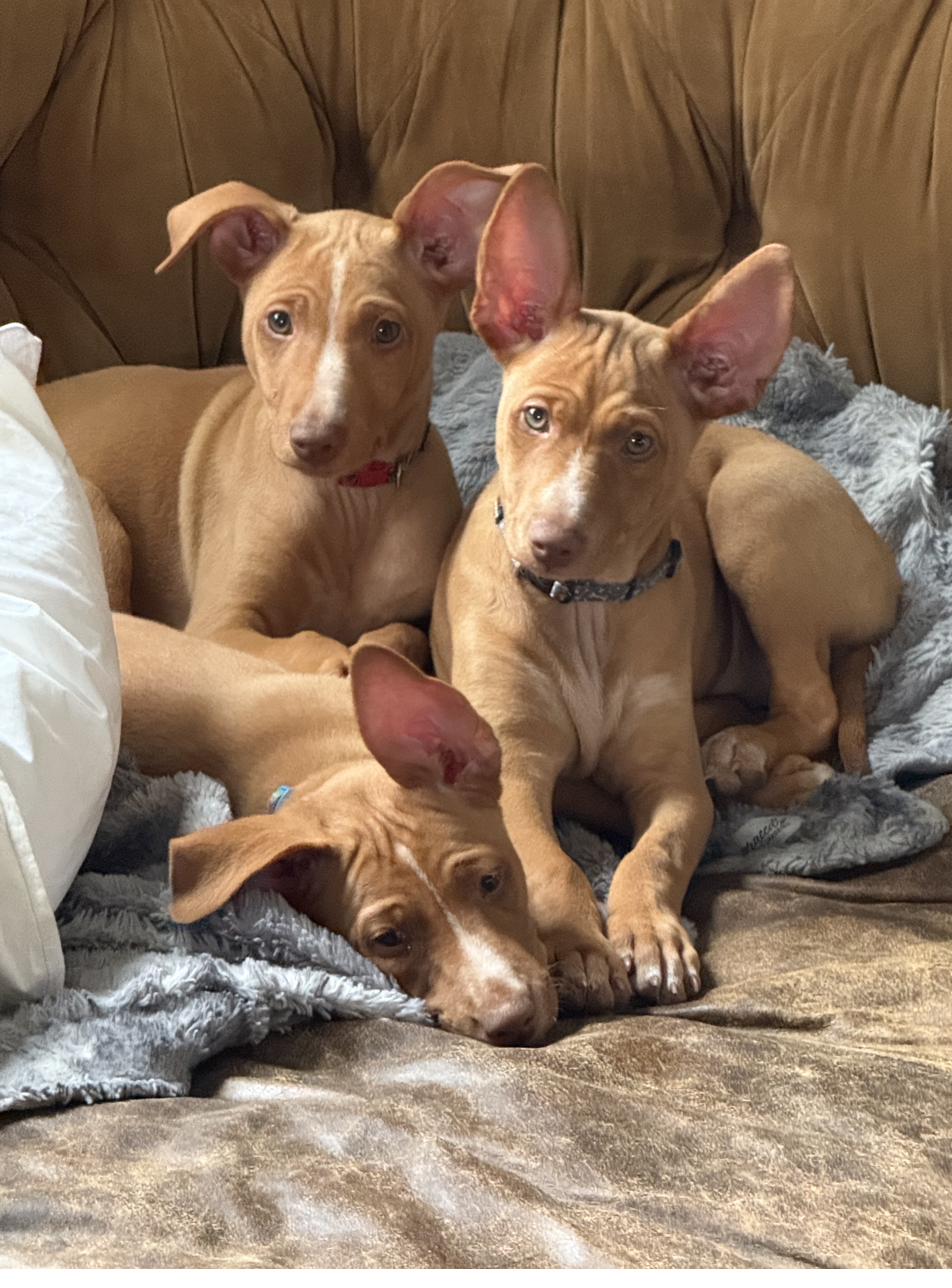 Puppies on the couch