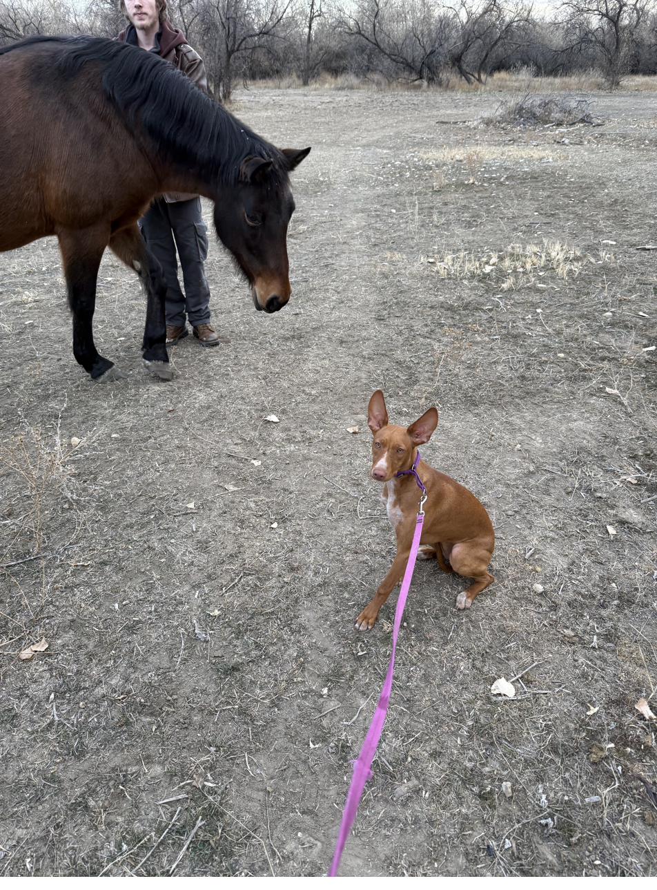 Meeting a horse