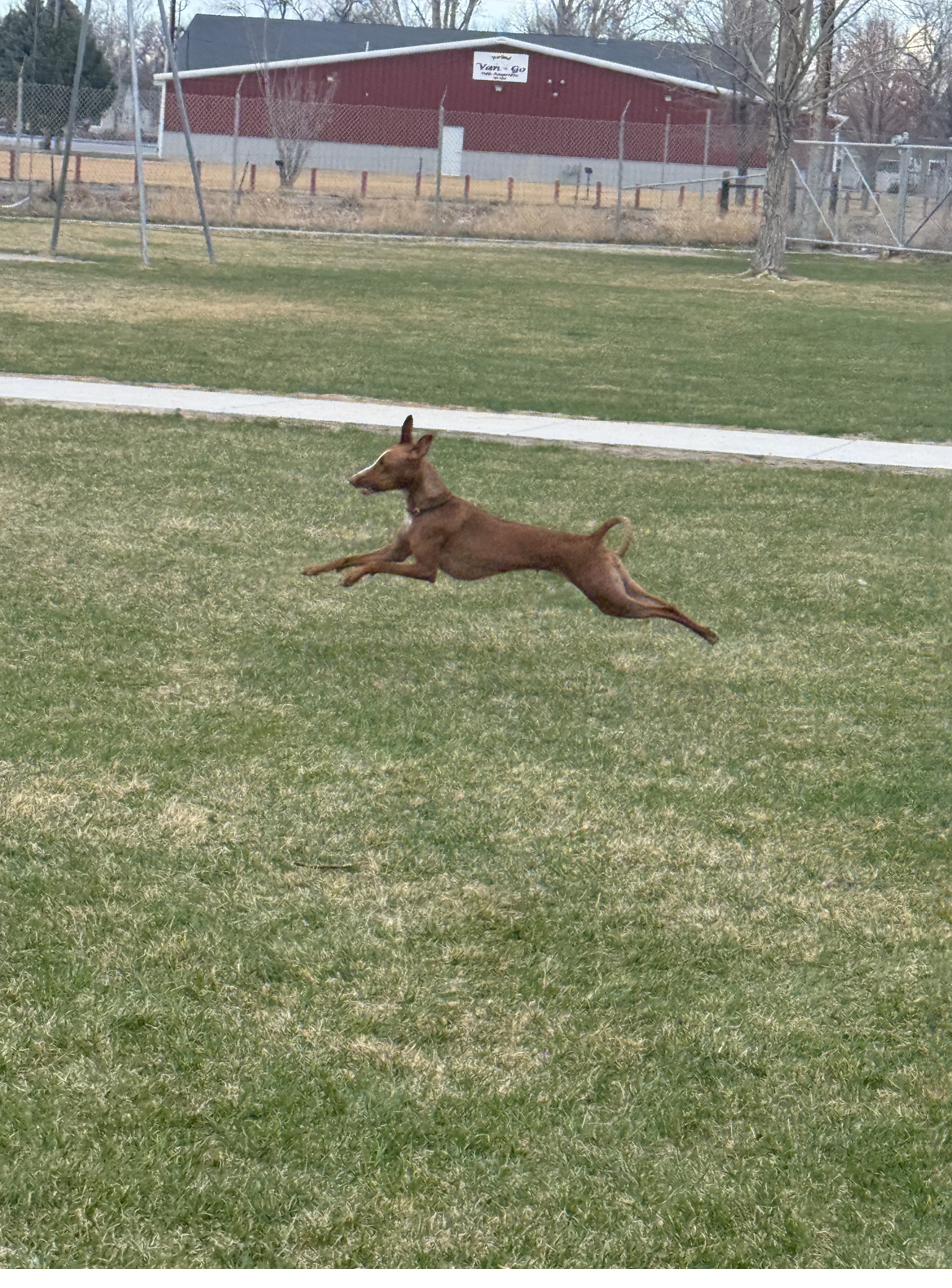 Leaping across the grass
