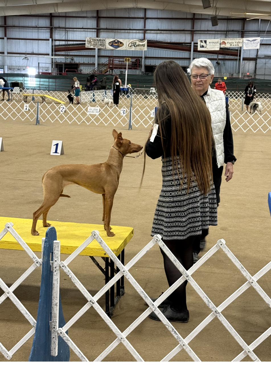 Dog on table, judge approaching