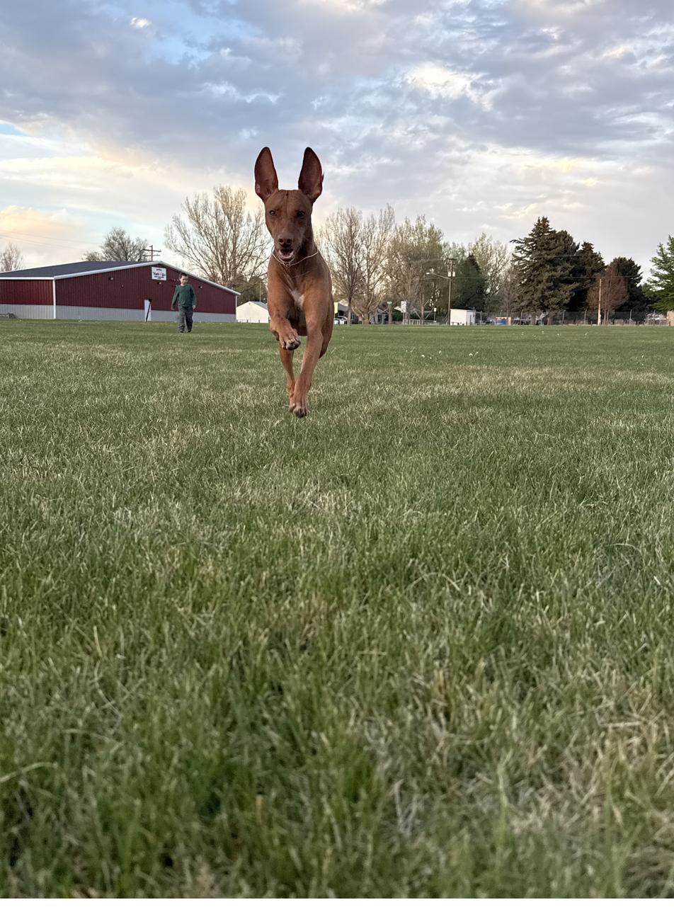Running toward camera