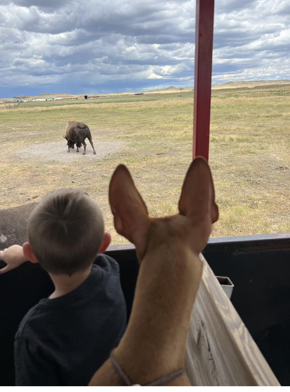 Watching a bison