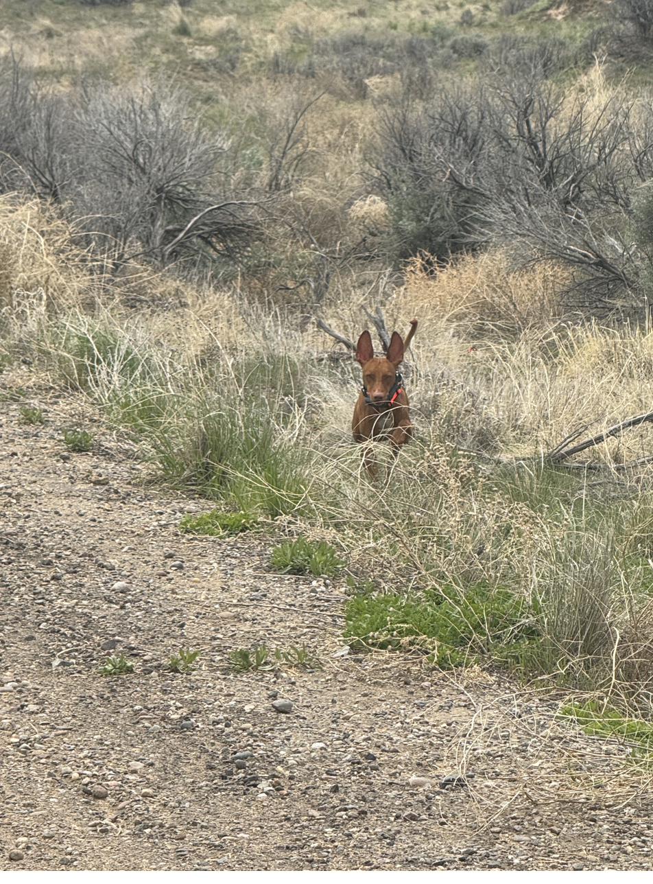 Exploring in the brush