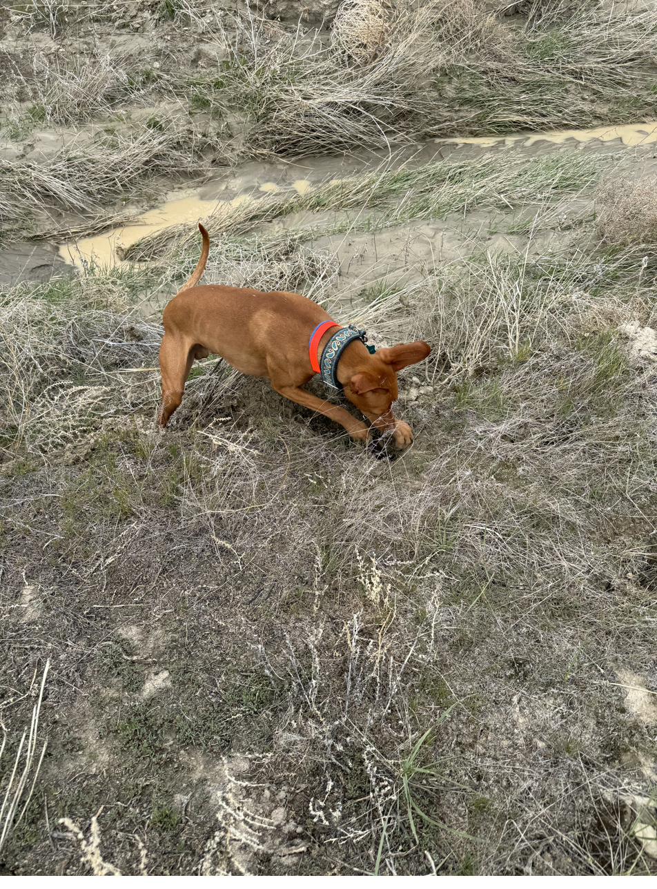 Sniffing outdoors