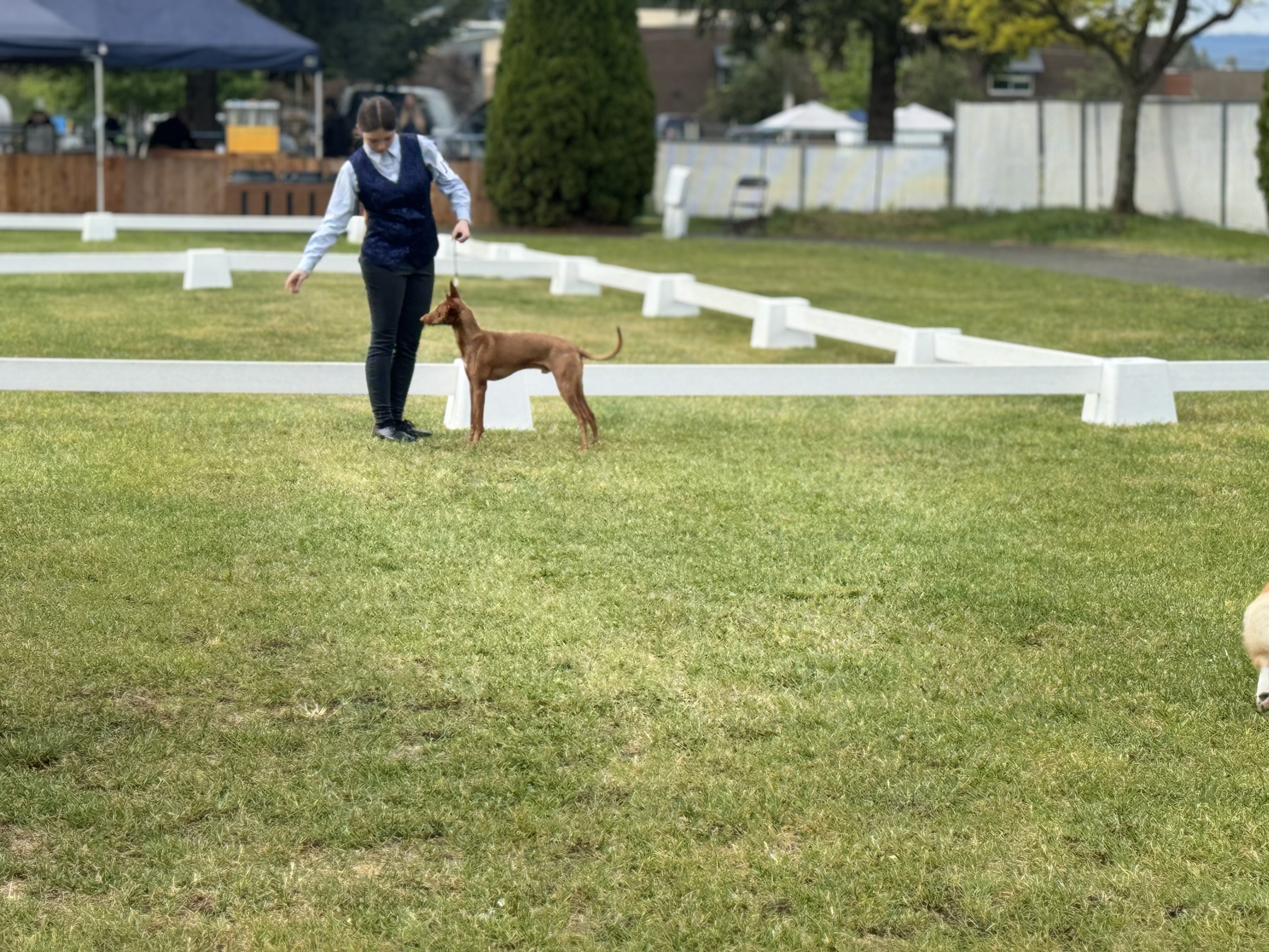 Outdoor show ring