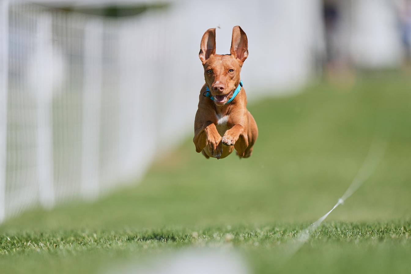 Lure coursing — airborne