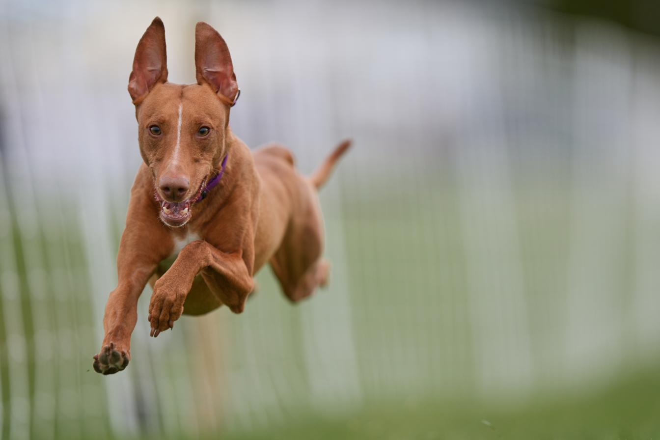 Lure coursing — airborne